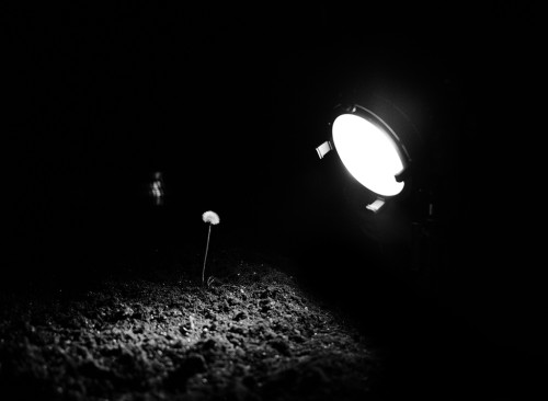 
     <i>Bloom</i>, 
     2012<br />
     Super16 scan 2k, 
      Video Black & White, 5 min.<br />
     