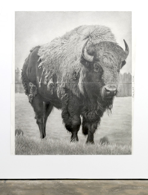 
     <i>Bison 2</i>, 
     2018<br />
     pencil on paper, 
      228.6 x 185.42 cm<br />
     