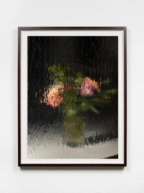 GREGOR HILDEBRANDT<br /><i>Die Doppelrose</i>, 2021<br />Digital pigment print mounted on aluminum, 66 x 49 cm<br />